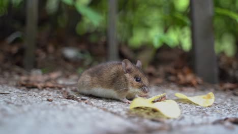 wild mouse eating a chips in sinaia