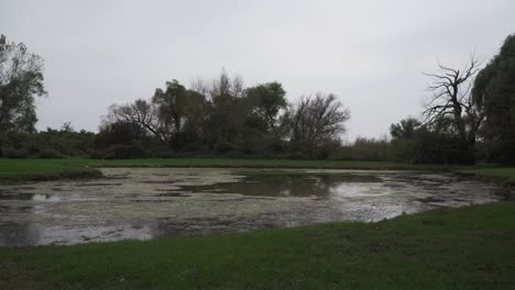 pond with algae on an overcast evening before dusk at seims park in union, il