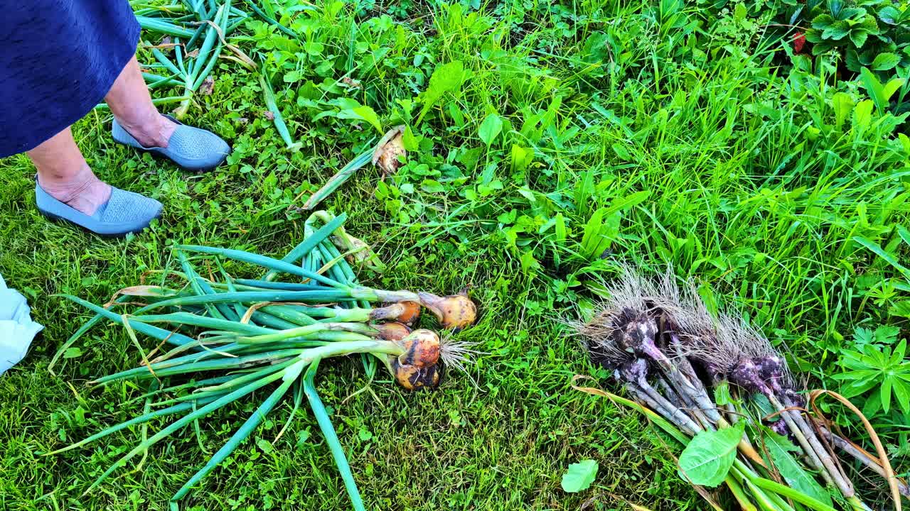 Woman Harvesting Onions and Garlic From Garden Grass in Summer Afternoon