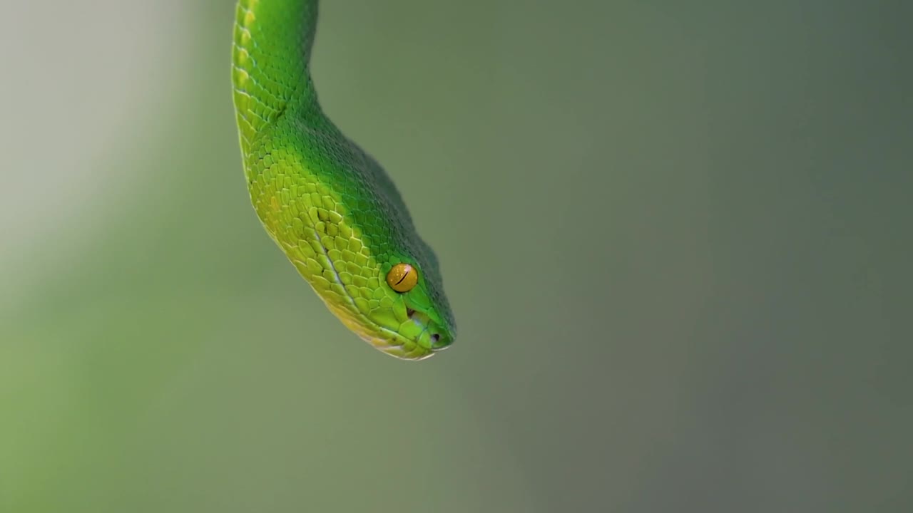 La vipera delle fosse dalle labbra bianche è una vipera velenosa endemica del Sud-est asiatico e si trova spesso di notte in attesa su un ramo o un fusto d'albero vicino a uno specchio d'acqua con abbondanza di prede.