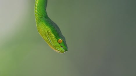 The-White-lipped-Pit-Viper-is-a-venomous-pit-viper-endemic-to-Southeast-Asia-and-is-often-found-during-the-night-waiting-on-a-branch-or-limb-of-a-tree-near-a-body-of-water-with-plenty-of-food-items