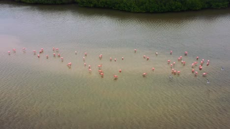 aerial closeup of pink flamingos standing on shallow sandbar on brown river surrounded by mangrove lagoon