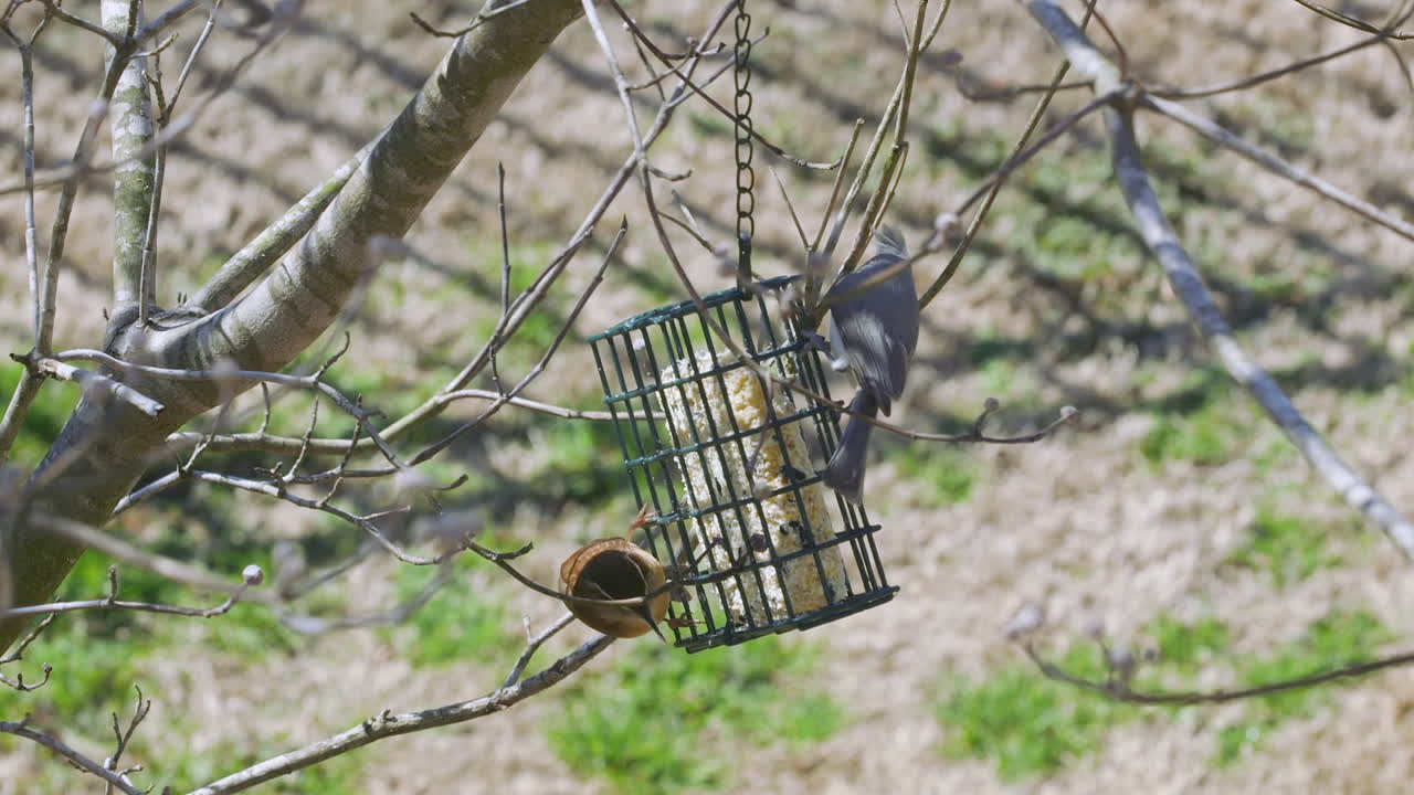 carolina wren y un titmouse copetudo compartiendo una comida en un comedero para pájaros sebo durante finales de invierno en carolina del sur