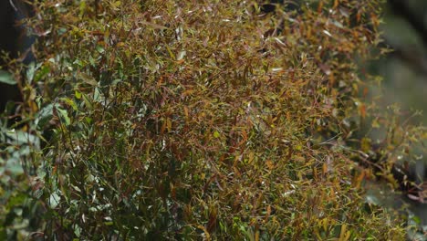 close-up of eucalyptus leaves in rainforest