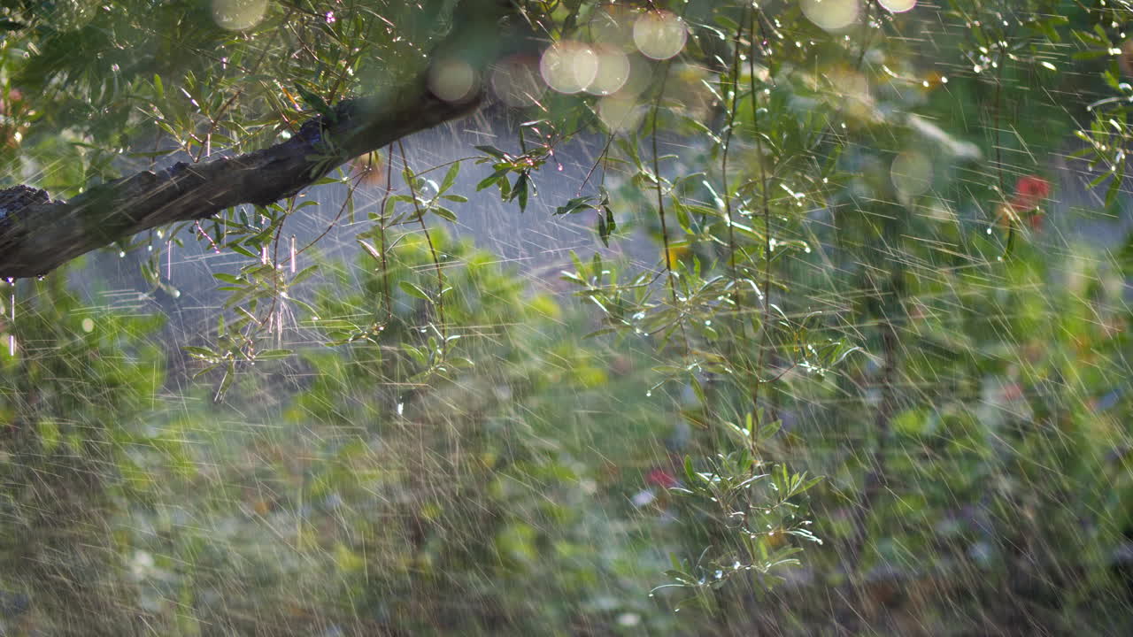 나무의 잎에 내리는 비