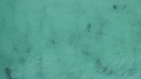 4k drone shot of a shark swimming in the shallow turquoise ocean water at byron bay, australia