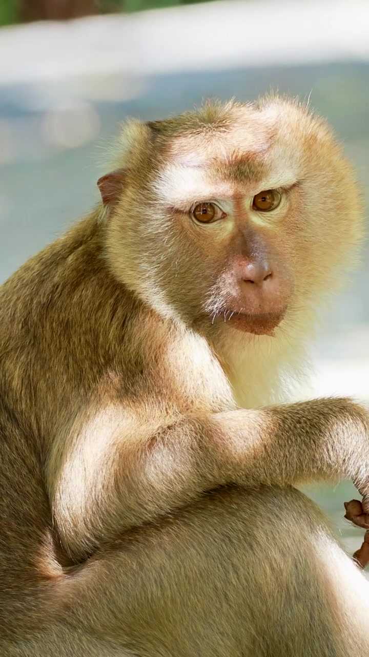 A southern pig-tailed macaque sits in dappled sunlight while chewing food in a vertical frame.