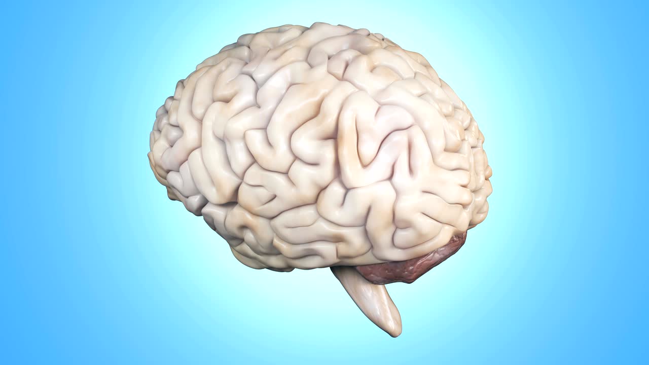 Realistic human brain rotating.