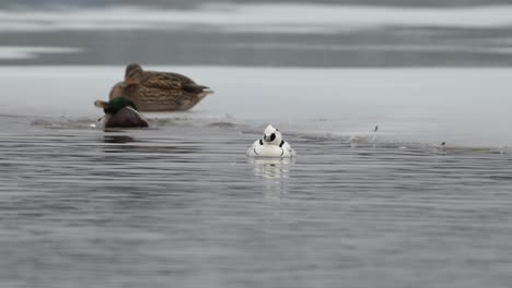 Smew-Nadando-Cerca-Del-Borde-Del-Hielo-Mientras-El-ánade-Real-Limpia-Las-Plumas-En-El-Fondo,-Cámara-Lenta-De-Mano