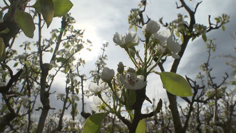 blooming pear trees in spring