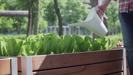 cropped image farmer hands watering pouring water on green lettuce with a watering can copy space