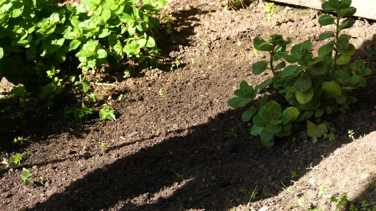 정원에서 잡초를 뽑는 여자. 단단한 그림자