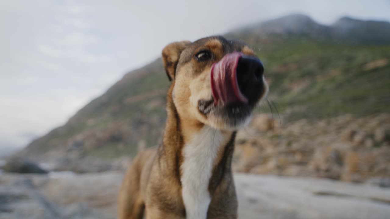 Wide angle closeup of beautiful dog licking lips on sandy beach