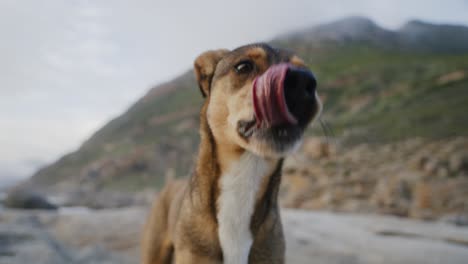 wide angle closeup of beautiful dog licking lips on sandy beach