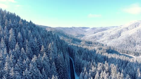 winter forest with road in the middle - aerial drone shot