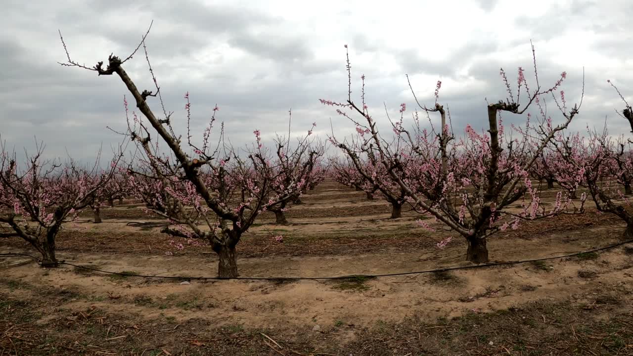 Campo pieno di meli in fiore all'inizio della primavera
