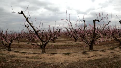 field full of blossoming apple trees in early spring