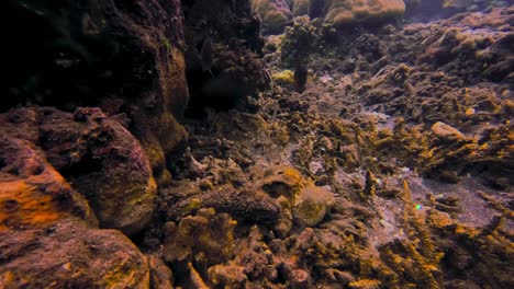 Close-static-underwater-shot-of-fish-swimming-by-brown-dead-corals