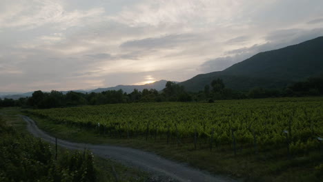 Campo-De-Viñedos-Verdes-Con-Cordillera-Al-Atardecer-En-La-Georgia-Rural