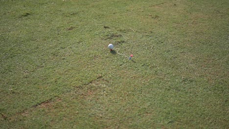 golfers prepare the ball to be hit using a stick