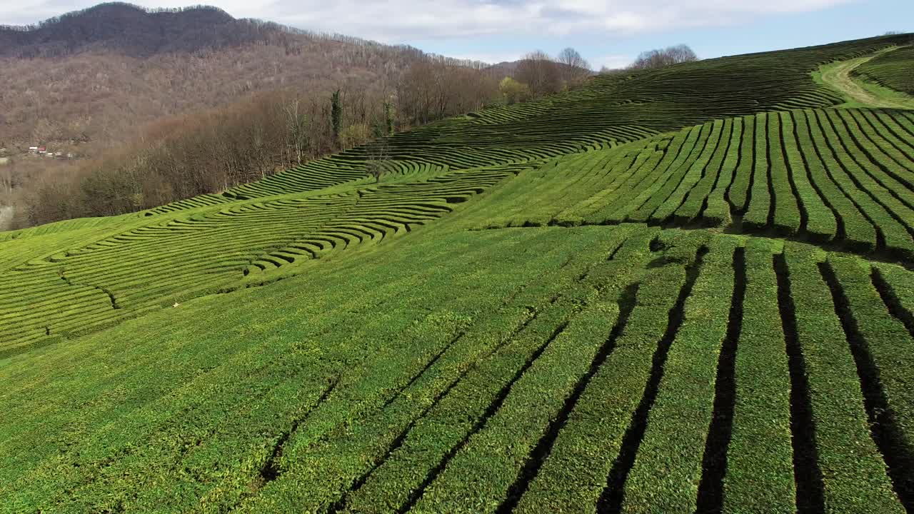 산에 있는 차 농장