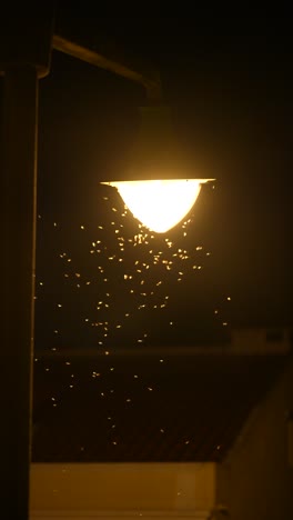 insects swarming around a street light at night