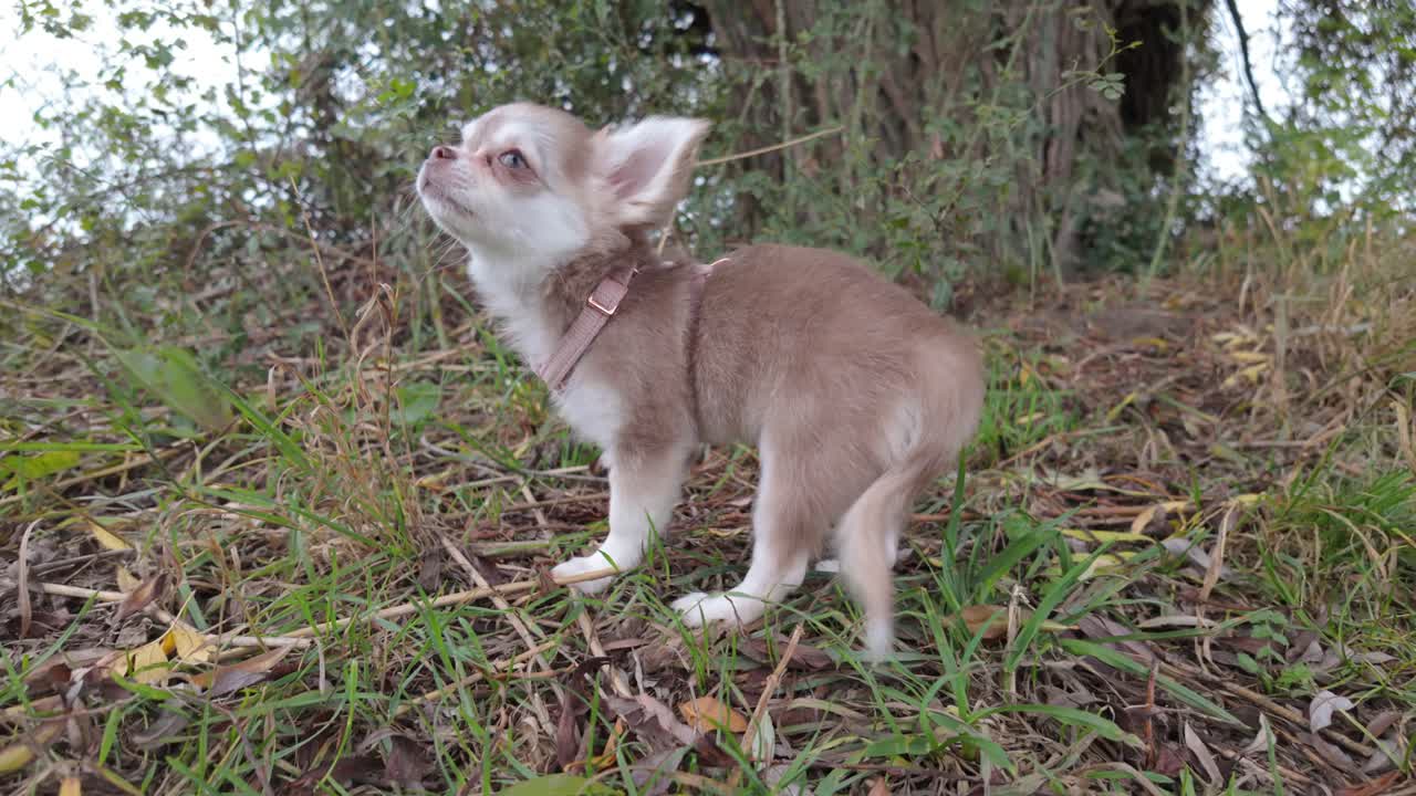 Adorable Chihuahua Puppy Playing Outdoors
