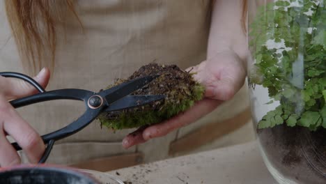 a young female botanist creates a tiny live forest ecosystem in a glass terrarium - cutting the roots of the moss - a tight close-up