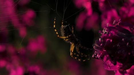 spider on a flower