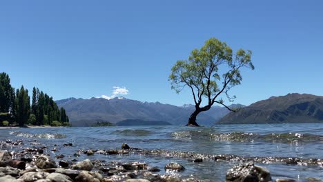 waves on rocky shore of wanaka lake with willow tree and mountain in background at new zealand