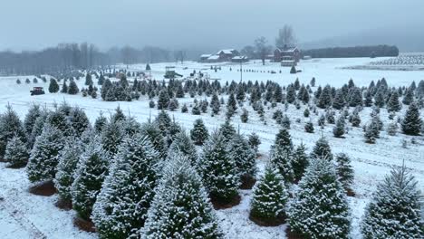 Árboles-De-Navidad-Cubiertos-De-Nieve-En-Una-Granja-Con-Granero-En-La-Distancia