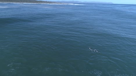toma de drones de unos delfines jugando en una ola