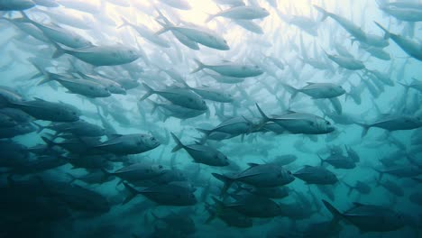 Große-Schule-Von-Großaugenmakrelen,-Die-Im-Cabo-Pulmo-National-Marine-Park-In-Baja-California,-Mexiko,-Schwimmen