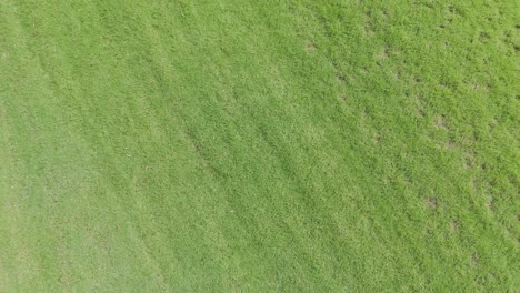 aerial footage of a green race track