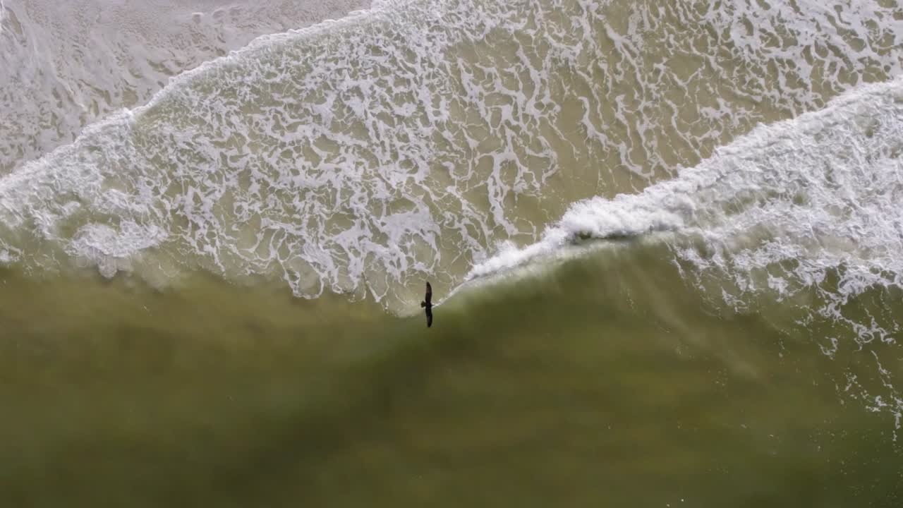 파도가 해변을 강타할 때 파도와 평행을 이루는 공중 비행과 물수리가 드론 아래 시야로 날아갑니다.
