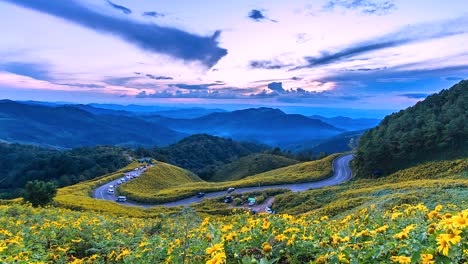 4k time lapse view beautiful flower field mexican sunflower in mae hong son province of thailand