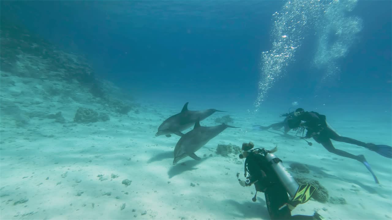Couple of dolphins swimming very closeby some scuba divers in 4k