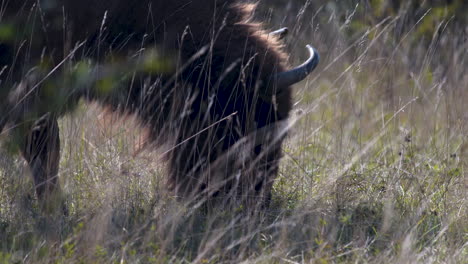 European-bison-bonasus-grazing-in-a-grassy-steppe,windy,Czechia