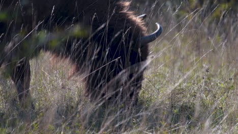 european bison bonasus grazing in a grassy steppe,windy,czechia