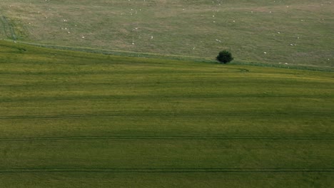 stationary top-down shot of breezy grass field with tree and sheep in background