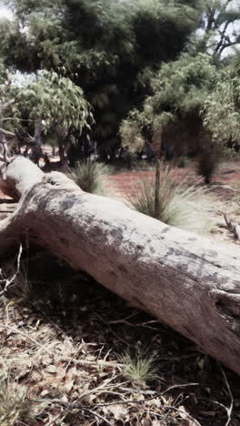 fallen tree in the australian outback