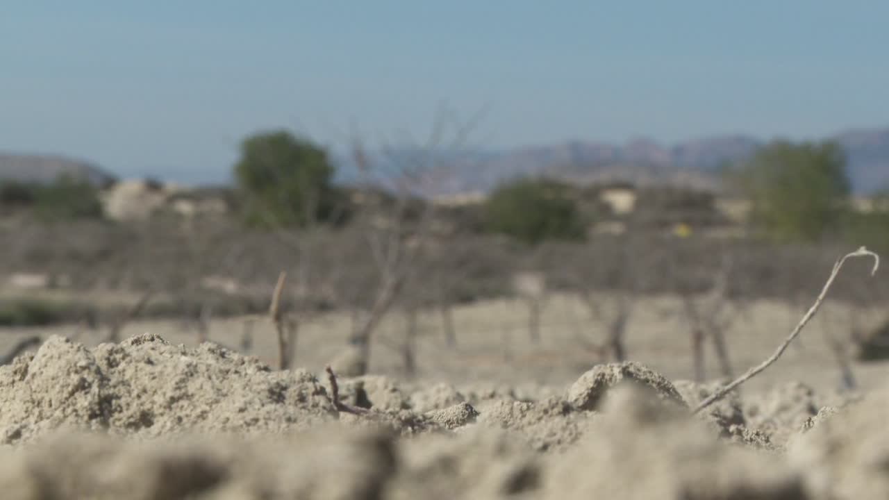 Dry Fruit Orchard in a Desert Landscape