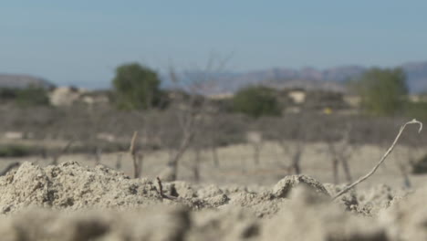 dry fruit orchard in a desert landscape
