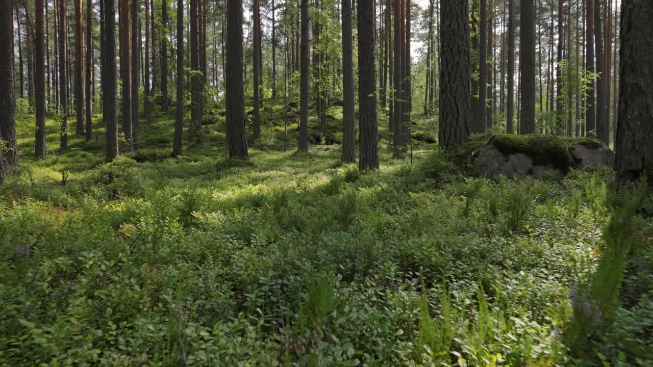 Vista aerea della foresta. La telecamera si muove in prima persona attraverso il fitto bosco di una pineta