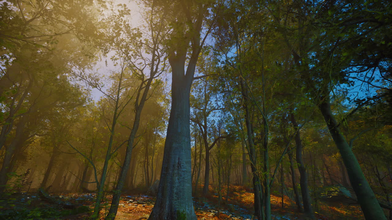 camino a través del bosque oscuro en otoño