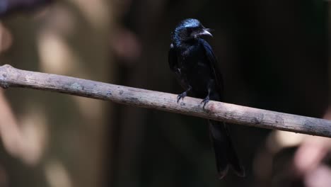 seen looking down and around while perched on a branch, bronzed drongo dicrurus aeneus, thailand