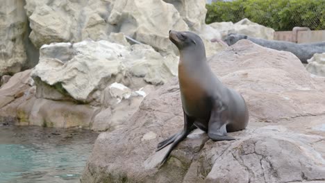 lew morski w parku zoologicznym