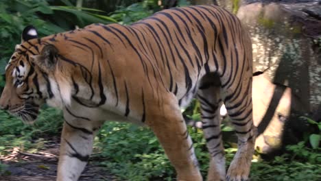 Cámara-Lenta-De-Un-Tigre-Malayo-Caminando-Por-La-Jungla-Durante-El-Día