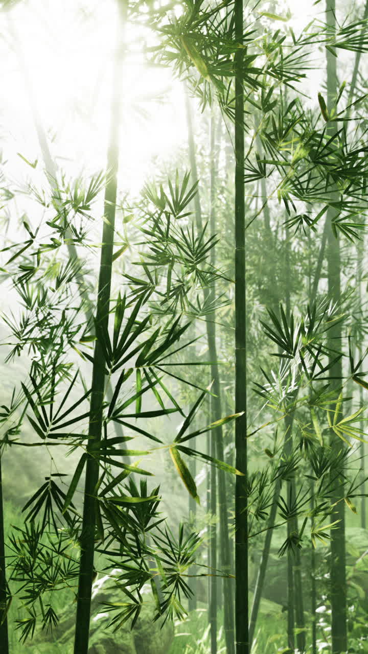 un exuberante bosque de bambú con el sol brillando a través de las hojas