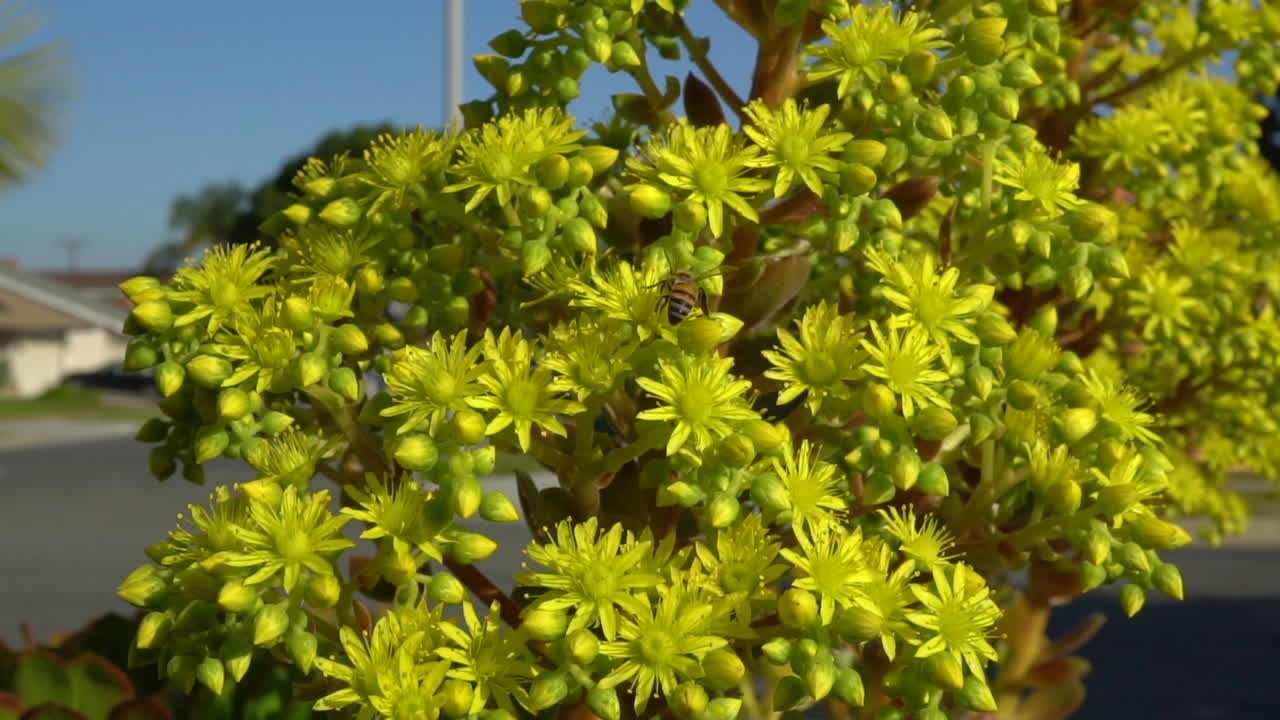 Yellow Succulents pollinated by honey bees
